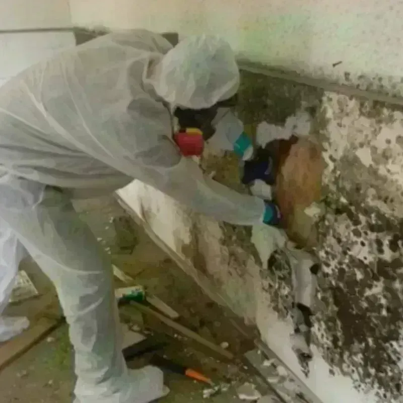 Mold Remediation and Removal in Trinity County, CA